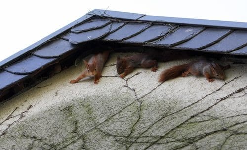 How to Get Rid of Squirrels in the Attic