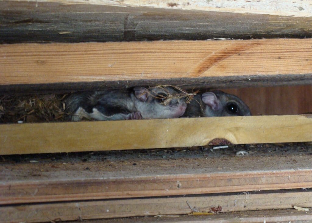 HEARING ANIMALS IN THE ATTIC? DON'T IGNORE THE PROBLEM